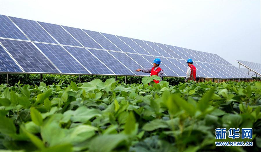 （經濟）（1）河北魏縣：&ldquo;農光互補&rdquo;助農增收