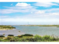 西青區“西西海”生態濕地煥然一新