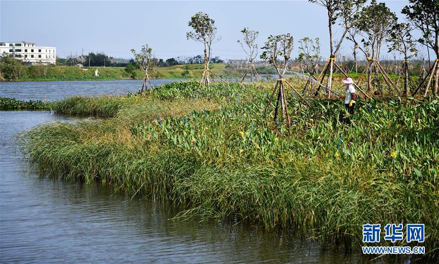 （環境）（4）海口江東新區生態修複