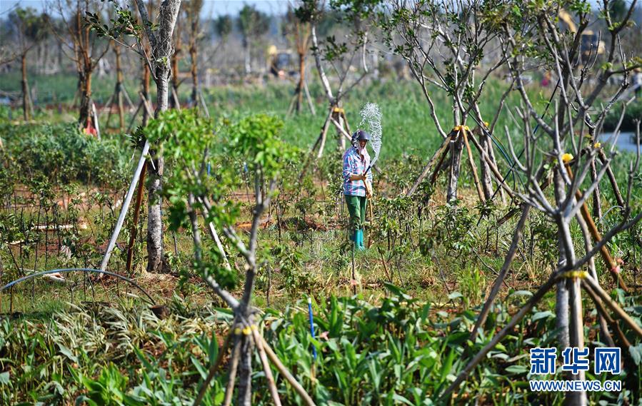 （環境）（5）海口江東新區生態修複